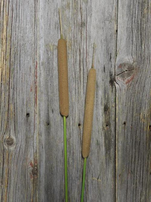 BROWN CAT TAILS